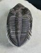Rare Tower Eyed Erbenochile Trilobite - #7140-9